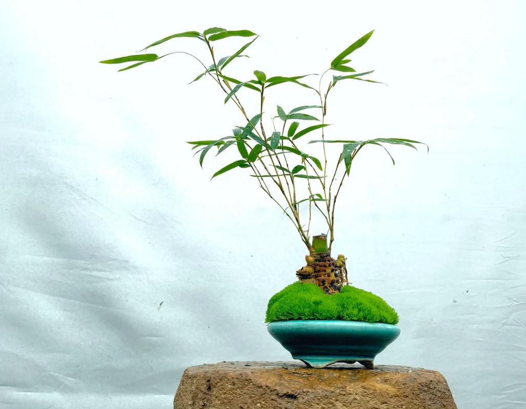 什么竹子韧性最好？-图2