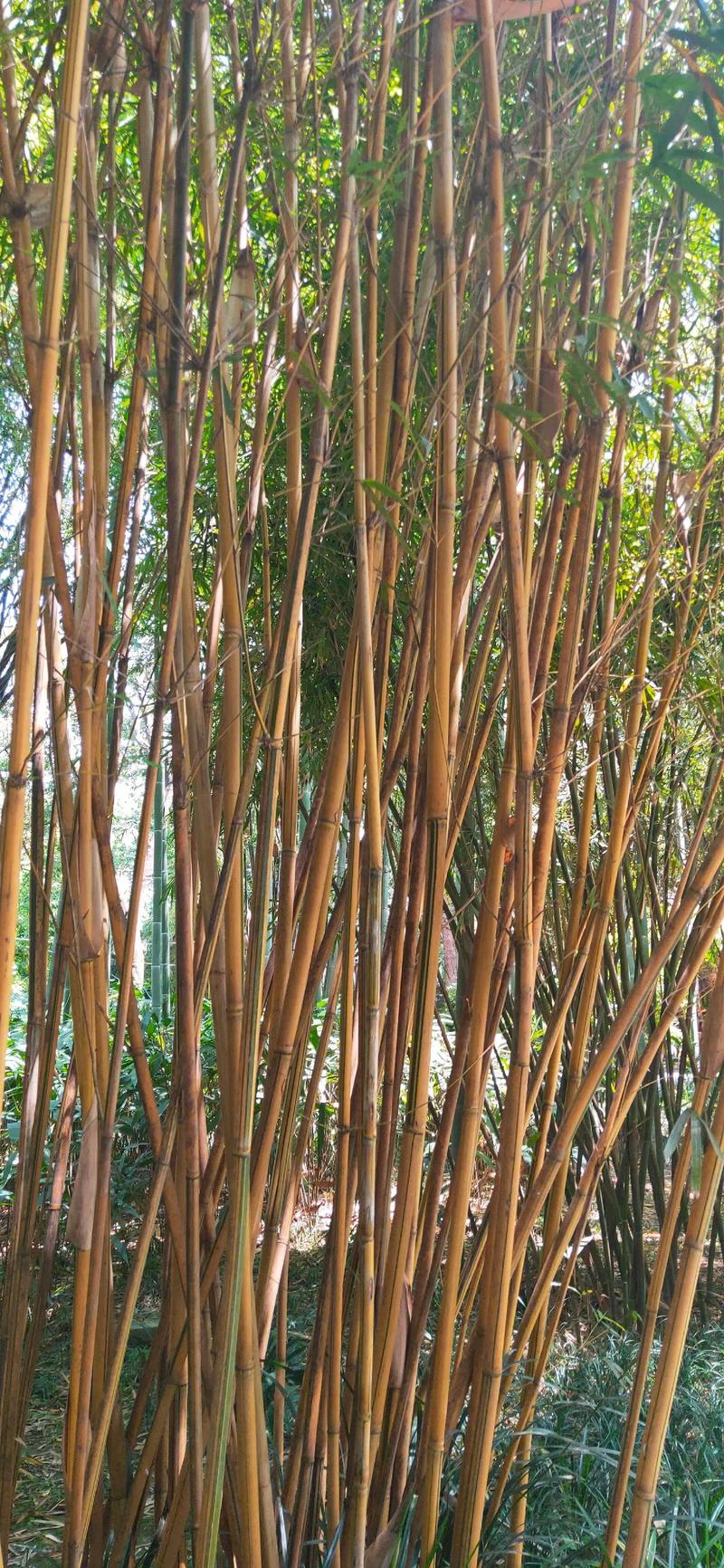 什么竹子韧性最好？-图3