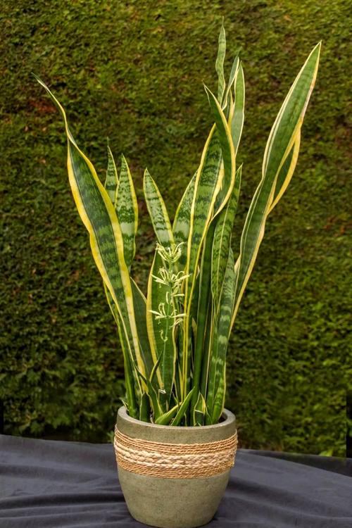 什么品种的虎皮兰好些-图2