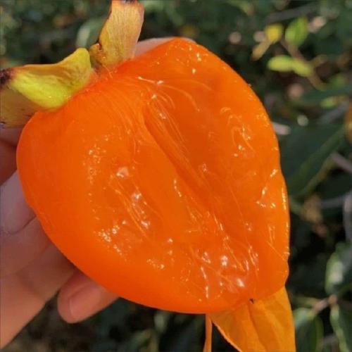 柿子 两层 尖 品种-图1