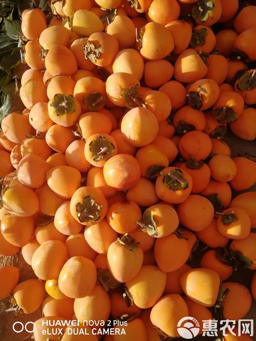 柿子 两层 尖 品种-图3