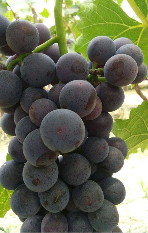 常见大葡萄品种有哪些？-图2