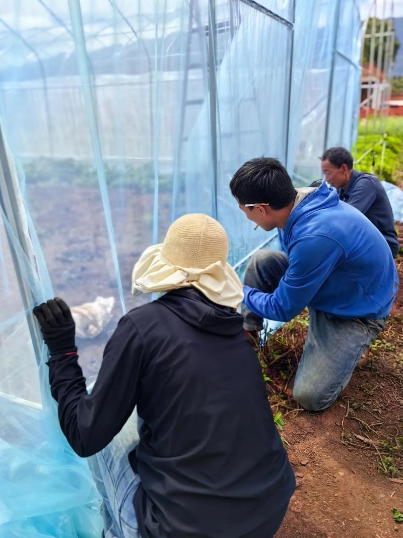 云南蚂蚱养殖技术视频-图1