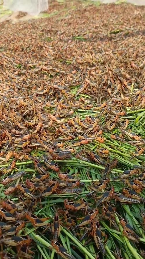 云南蚂蚱养殖技术视频-图2