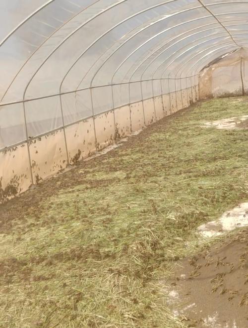 云南蚂蚱养殖技术视频-图3