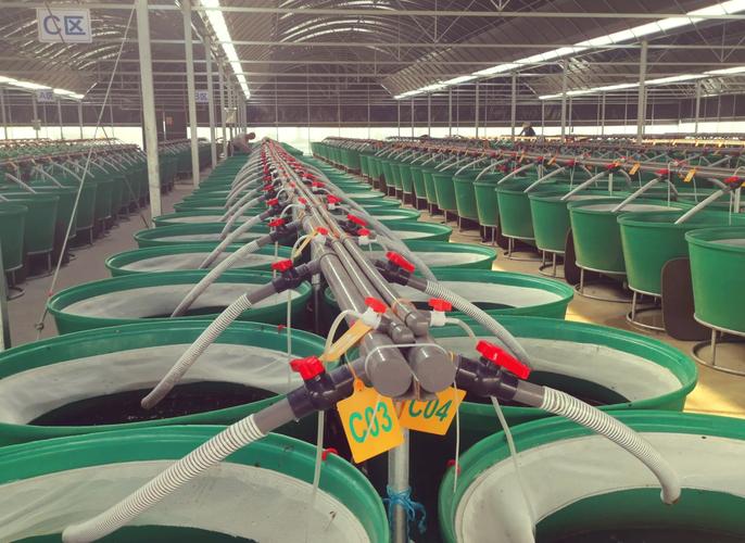 无光养殖水蛭，如何保证生长与存活？-图1