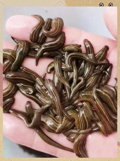 无光养殖水蛭，如何保证生长与存活？-图2