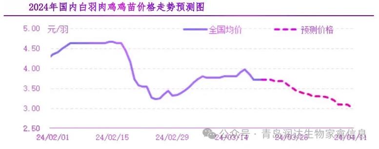 今日817肉鸡价格是多少？-图2