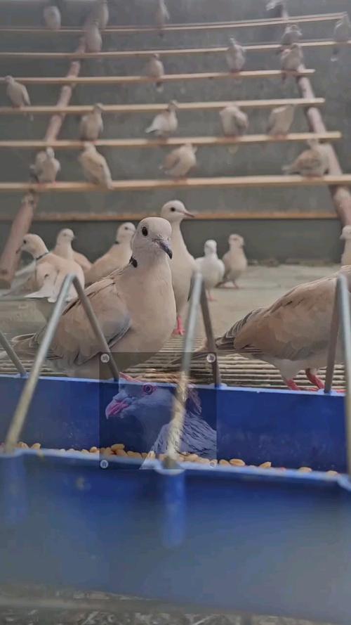 斑鸠养殖技术500问，新手如何快速掌握？-图2