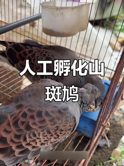 斑鸠养殖技术500问，新手如何快速掌握？-图1