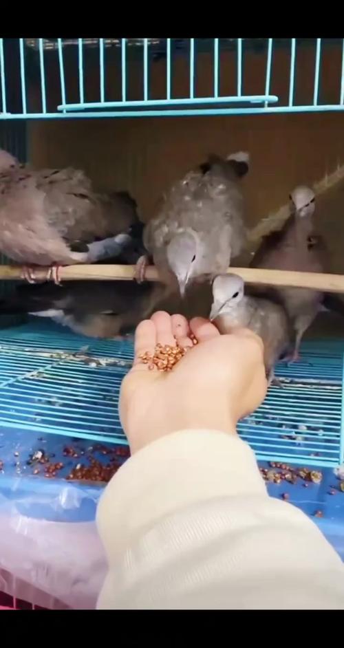 斑鸠养殖技术500问，新手如何快速掌握？-图3