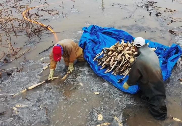 水池莲藕养鱼技术视频-图1