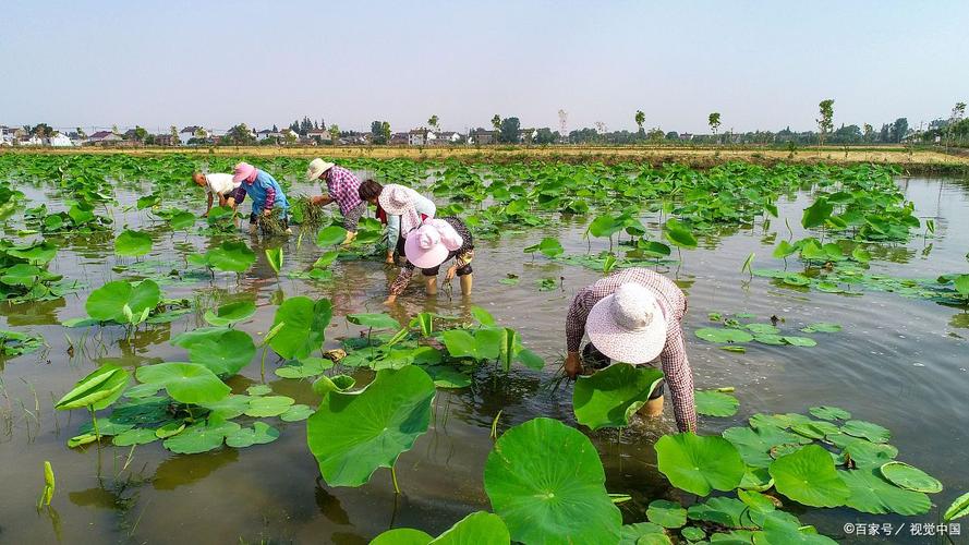 水池莲藕养鱼技术视频-图2