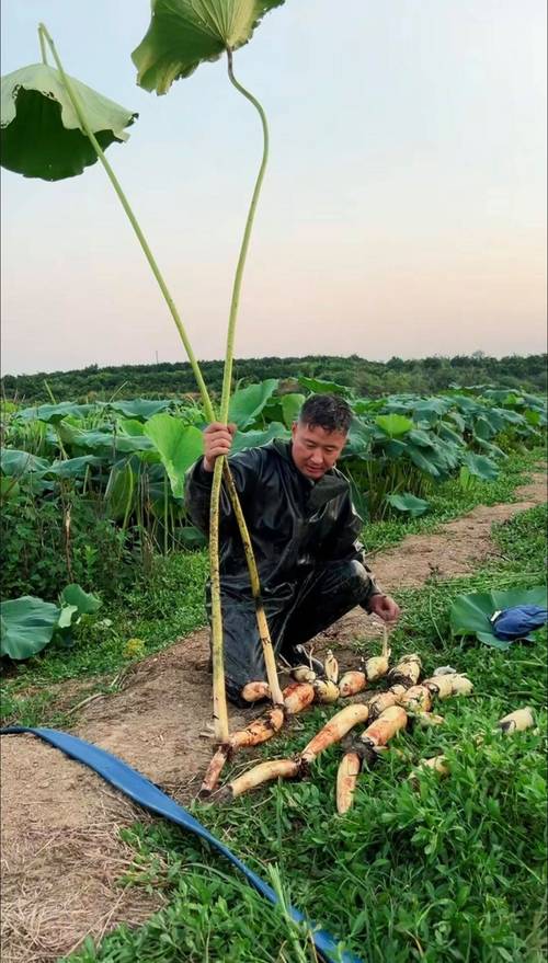 水池莲藕养鱼技术视频-图3