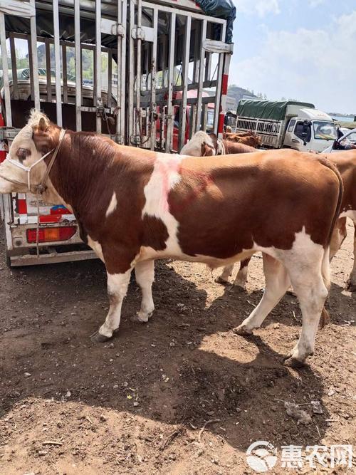 西门塔尔牛最新价格多少钱一头？-图3