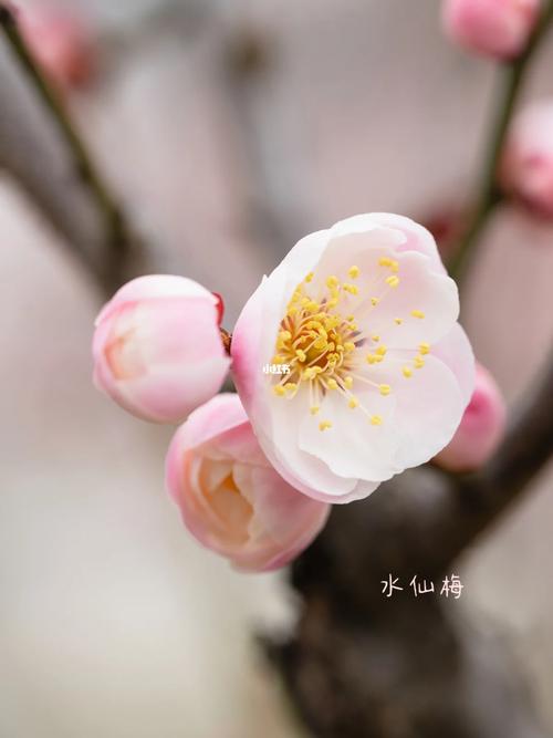 梅花品种有哪些？图片大全大图看这里！-图1