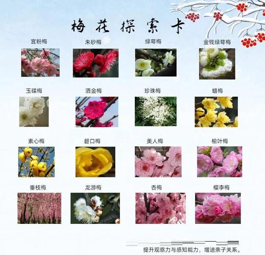 梅花品种有哪些？图片大全大图看这里！-图2