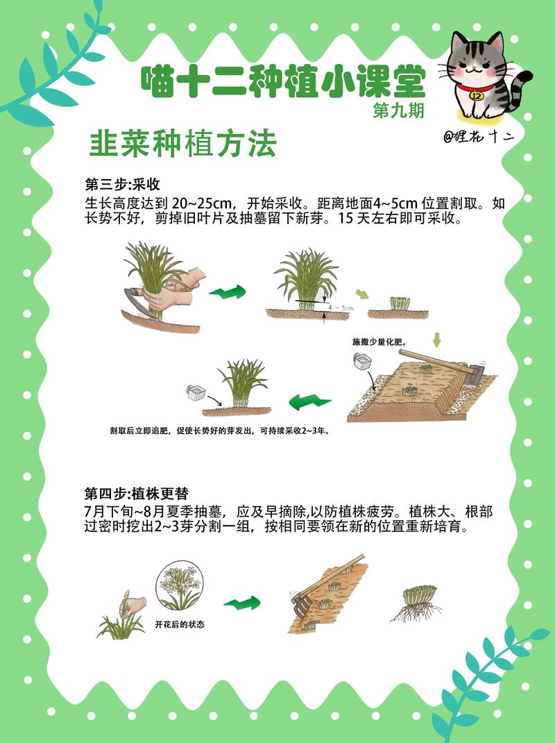 韭菜夏季怎么种植技术-图1