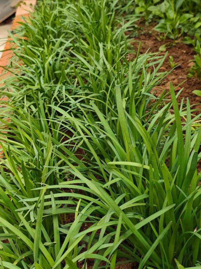 韭菜夏季怎么种植技术-图3