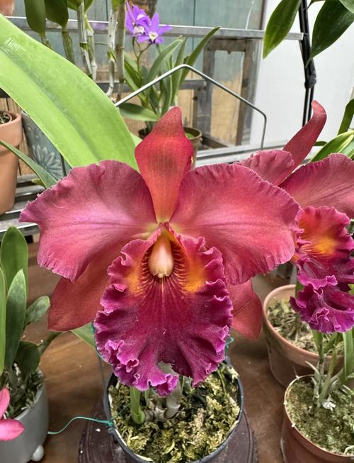 卡特兰花品种有哪些？看图识花指南-图1