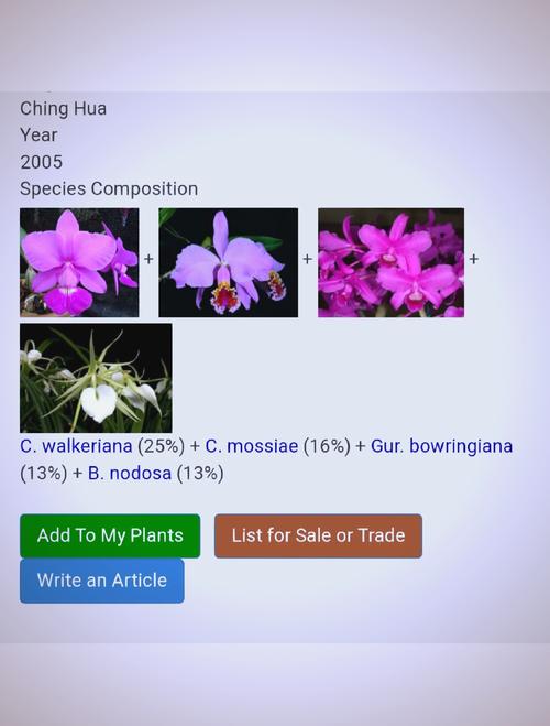 卡特兰花品种有哪些？看图识花指南-图2