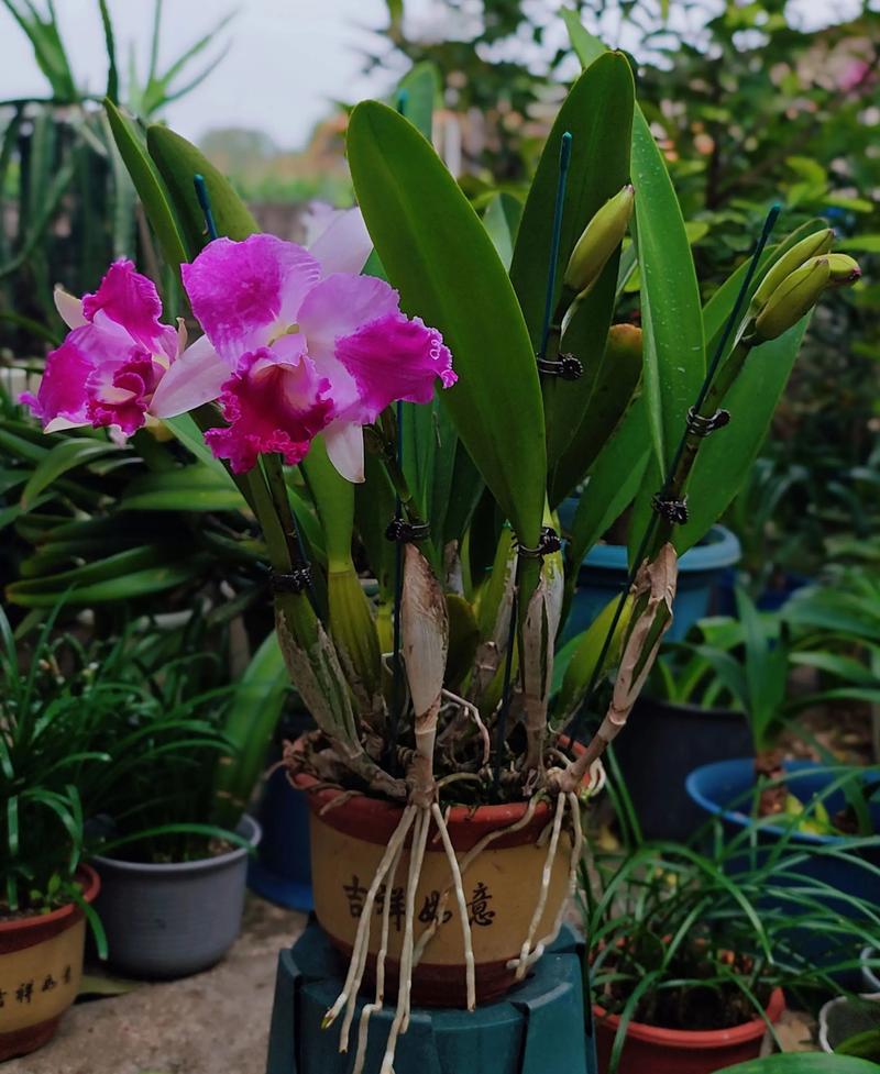 卡特兰花品种有哪些？看图识花指南-图3