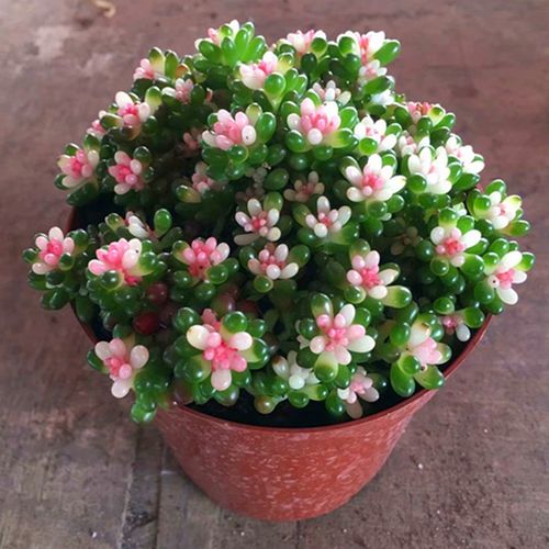 彩色多肉都有什么品种-图2