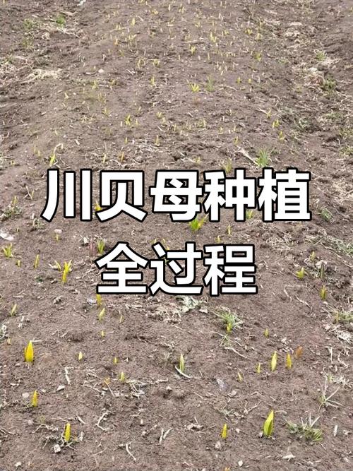 贝母种植技术视频，新手怎么学？-图1