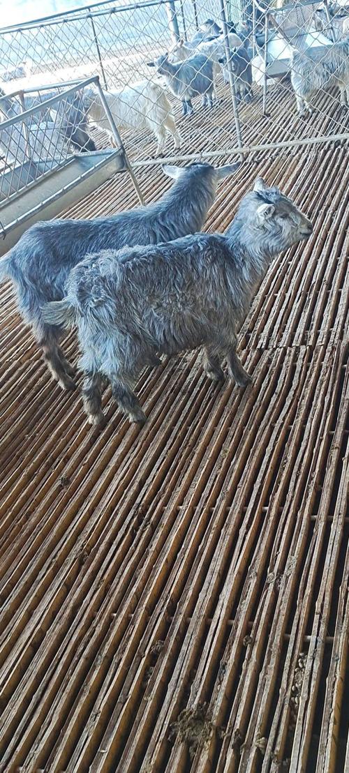 山东有哪些山羊品种？-图1