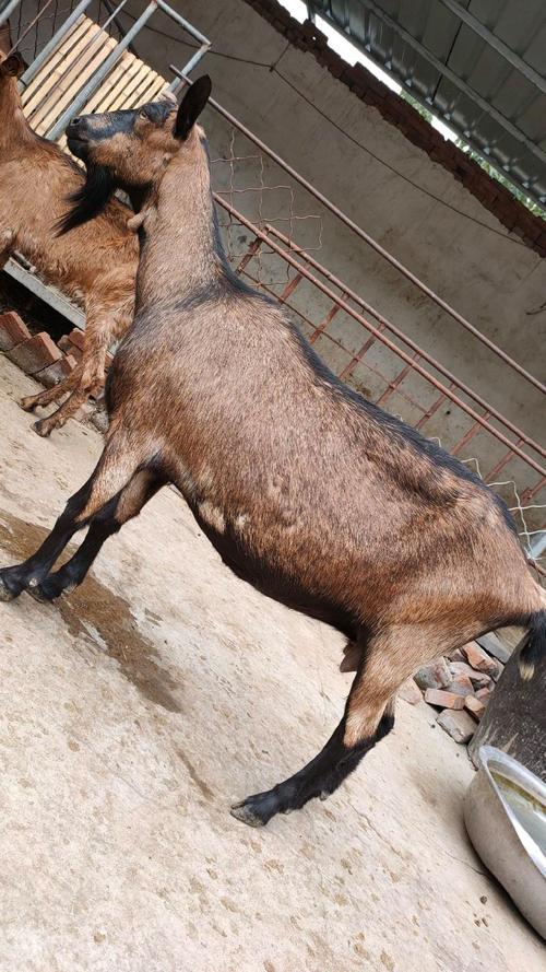 山东有哪些山羊品种？-图2