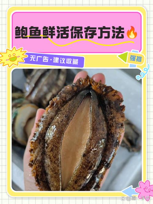 鲍鱼养殖技术如何有效提升？-图1