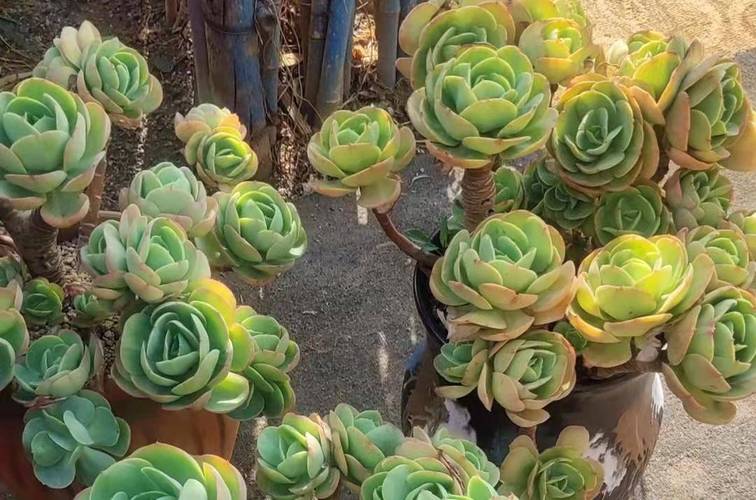 碧桃类似品种有哪些？-图2