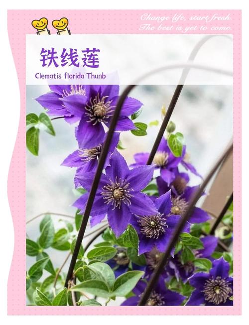 半落叶铁线莲有哪些特点？-图1