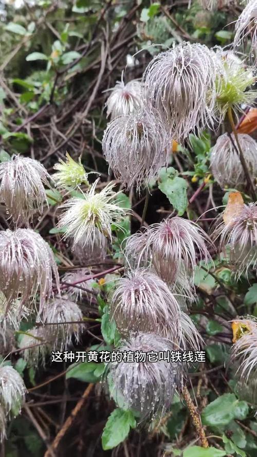 半落叶铁线莲有哪些特点？-图2