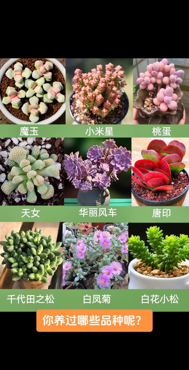 花卉多肉品种大全图片有哪些常见种类？-图1
