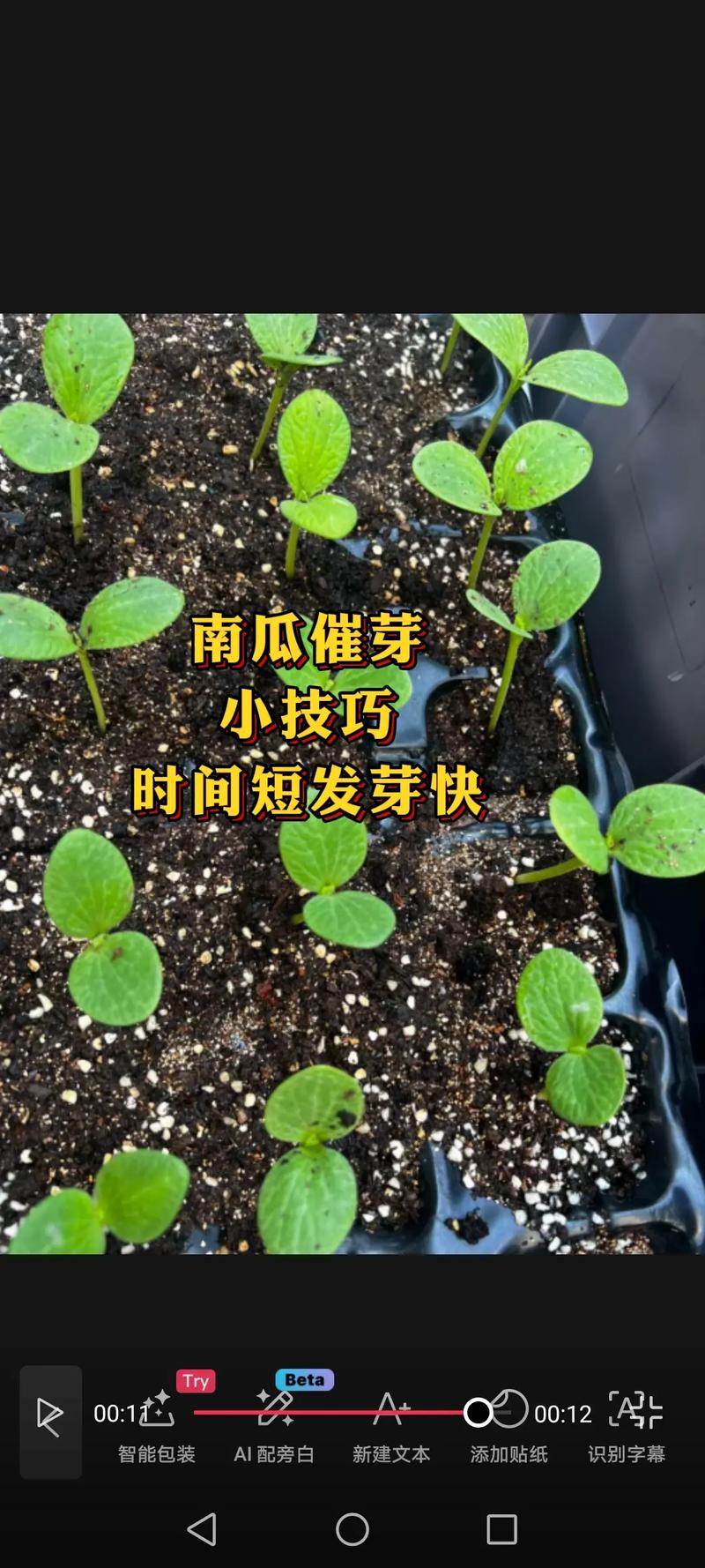 最新露地种植南瓜技术有哪些关键要点？-图3