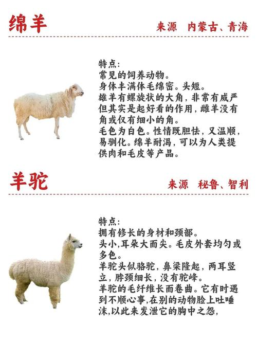中国羊有哪些独特品种？-图1