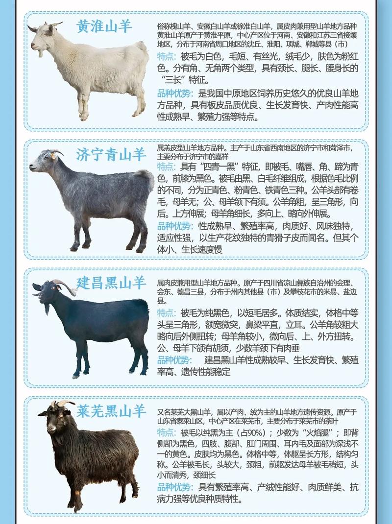 中国羊有哪些独特品种？-图3
