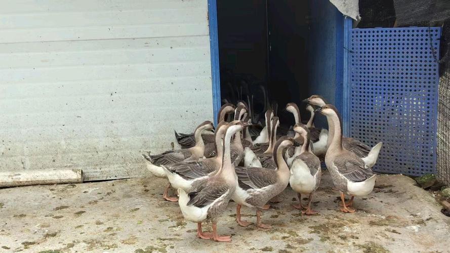 江西兴国灰鹅养殖技术-图2