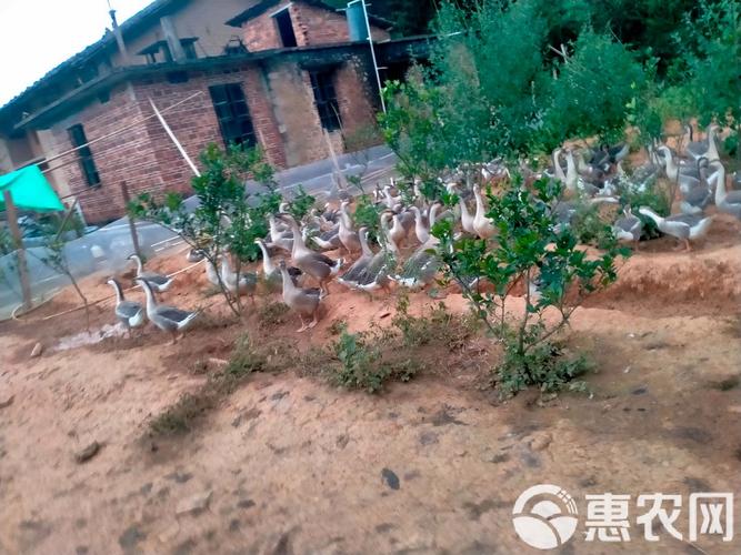 江西兴国灰鹅养殖技术-图3