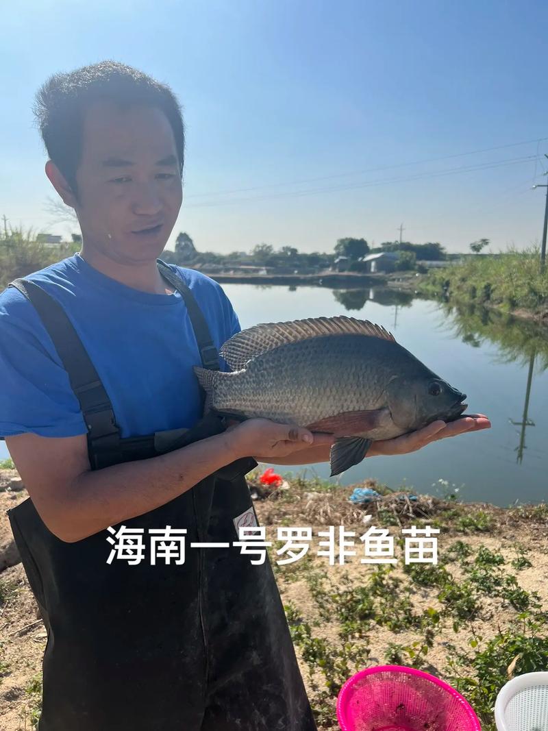 罗非鱼苗养殖技术要点有哪些？-图1