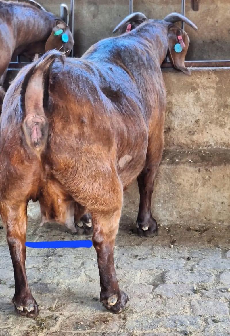 山东波尔山羊养殖技术有哪些要点？-图2