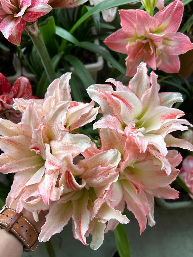 朱顶红最大品种是哪个？-图2