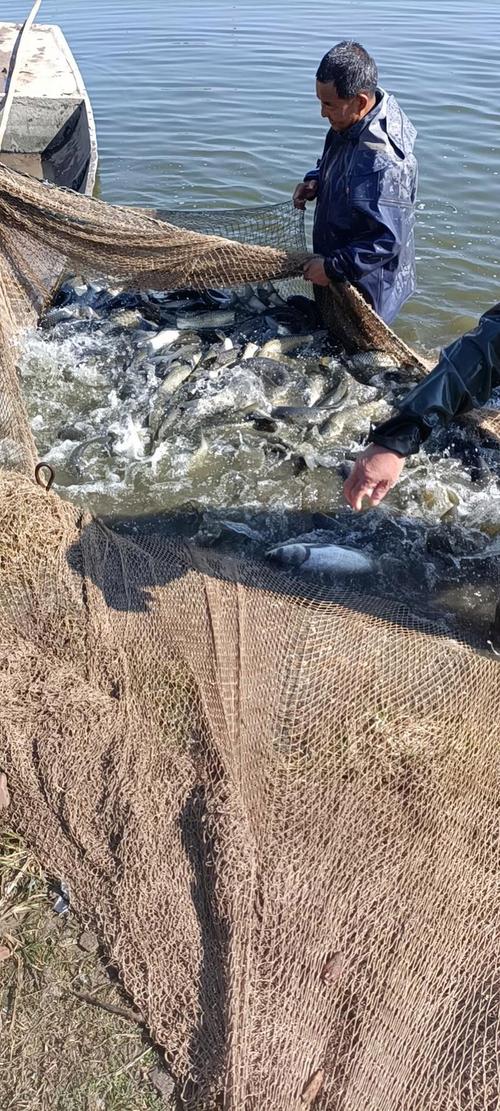 常德草鱼价格现在怎么样？-图2