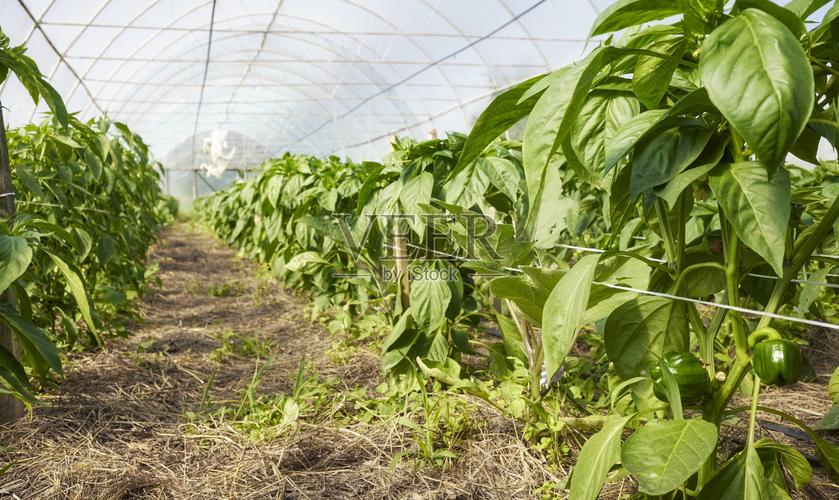 大棚甜椒种植技术视频怎么学才高效？-图1