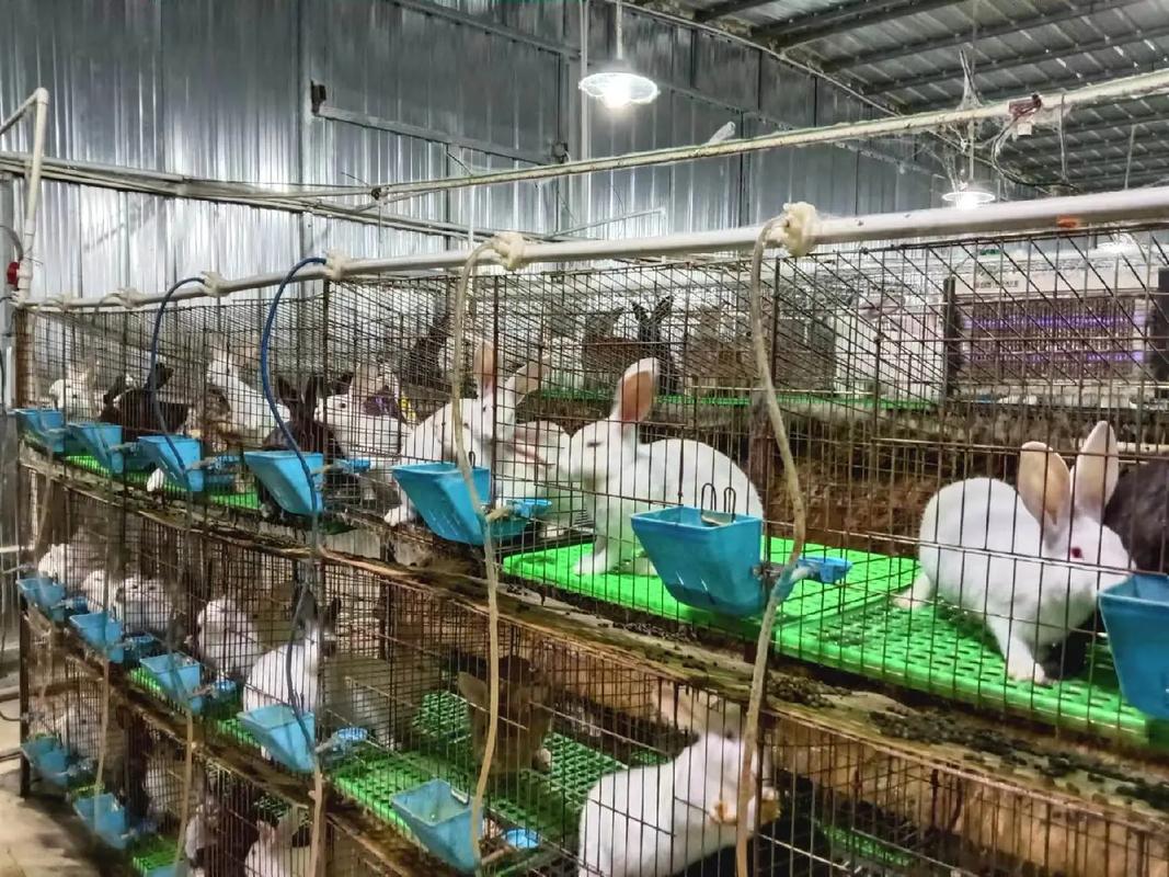 农村私人兔子养殖技术要点有哪些？-图1