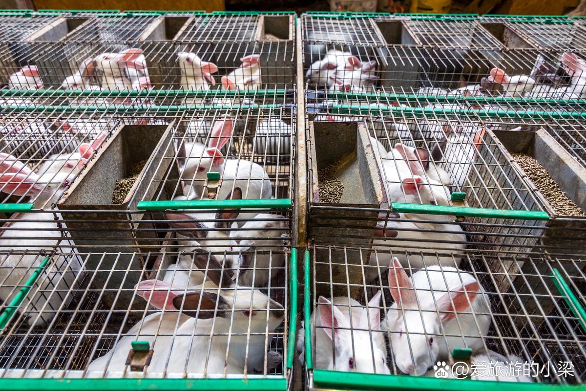 农村私人兔子养殖技术要点有哪些？-图3