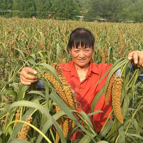 谷子种植技术全套视频，哪里能看？-图3