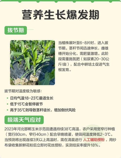 谷子种植技术全套视频，哪里能看？-图2