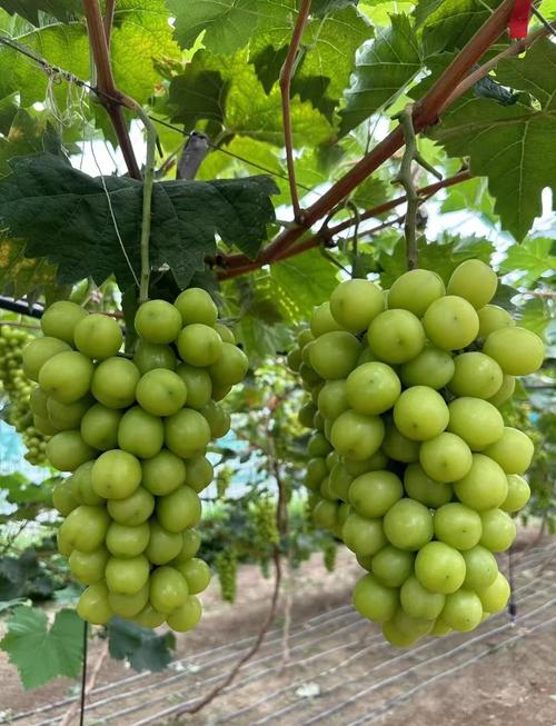 北方哪种葡萄最耐寒？-图1